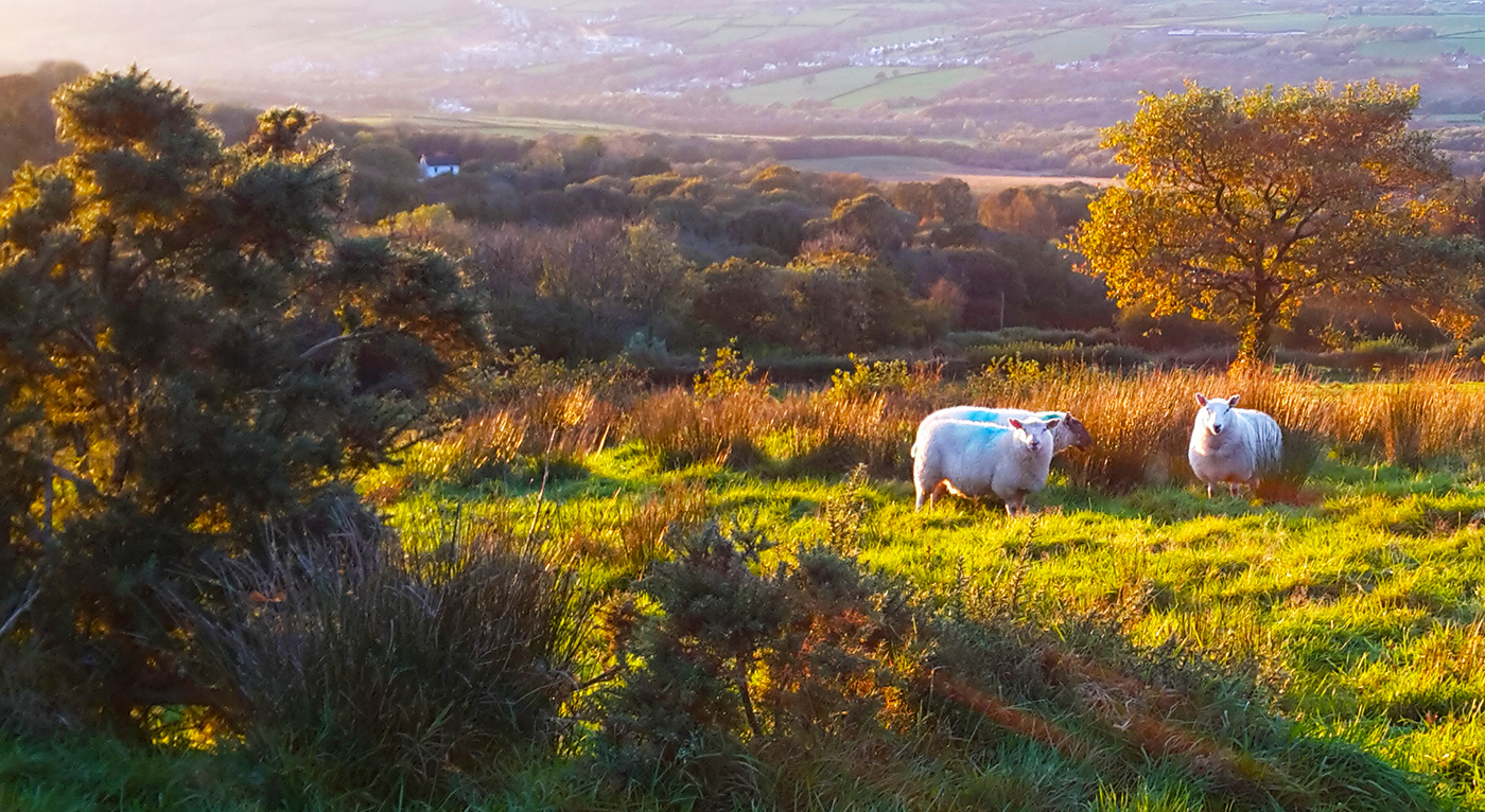 Sheep on a hillside overlooking the Gwendraeth Valley